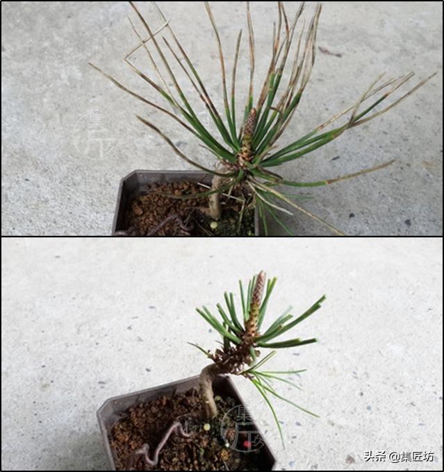 黑松盆景叶子都枯死了还能救活吗 (黑松盆景枯叶病怎么治疗)