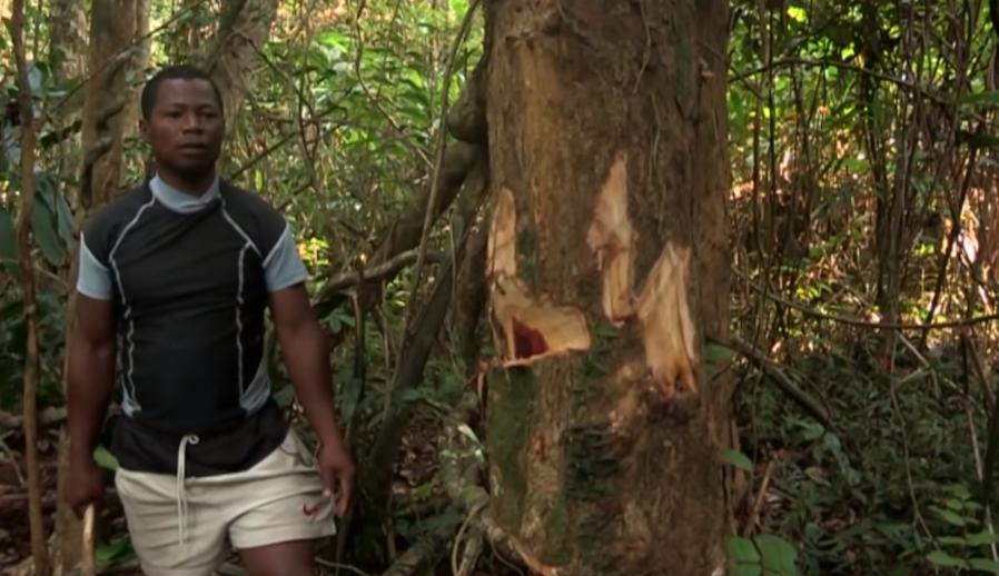 实拍非洲紫檀木*私走**全过程：护林员做*私走**，一根紫檀木赚三万