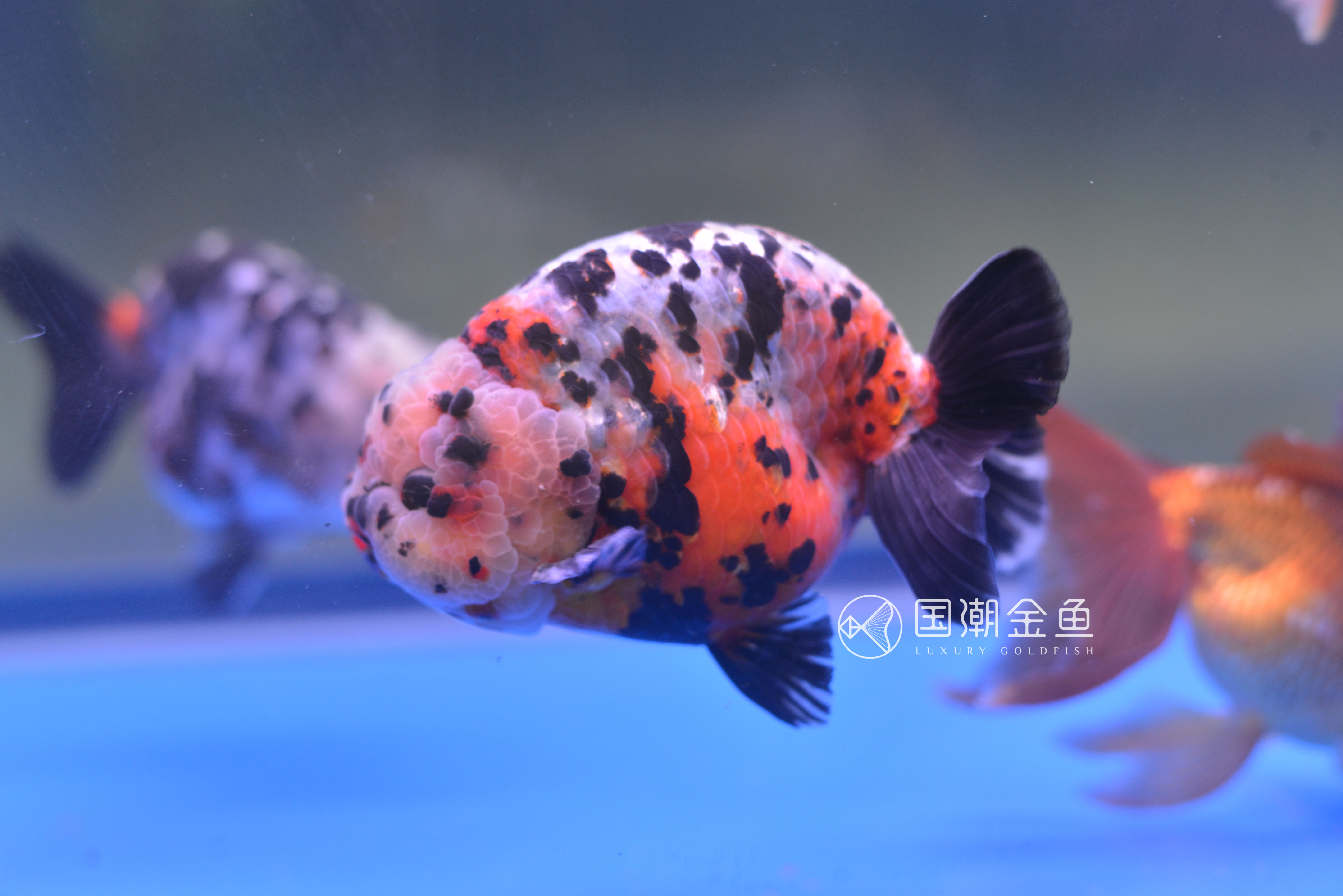 家养金鱼怎么死亡率少,自家养鱼金鱼好养吗