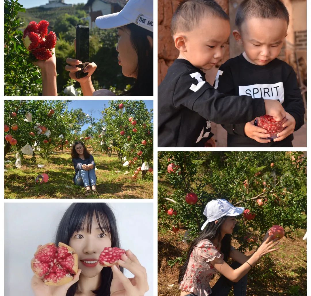 吃石榴不吐皮,吃石榴不吐籽的石榴