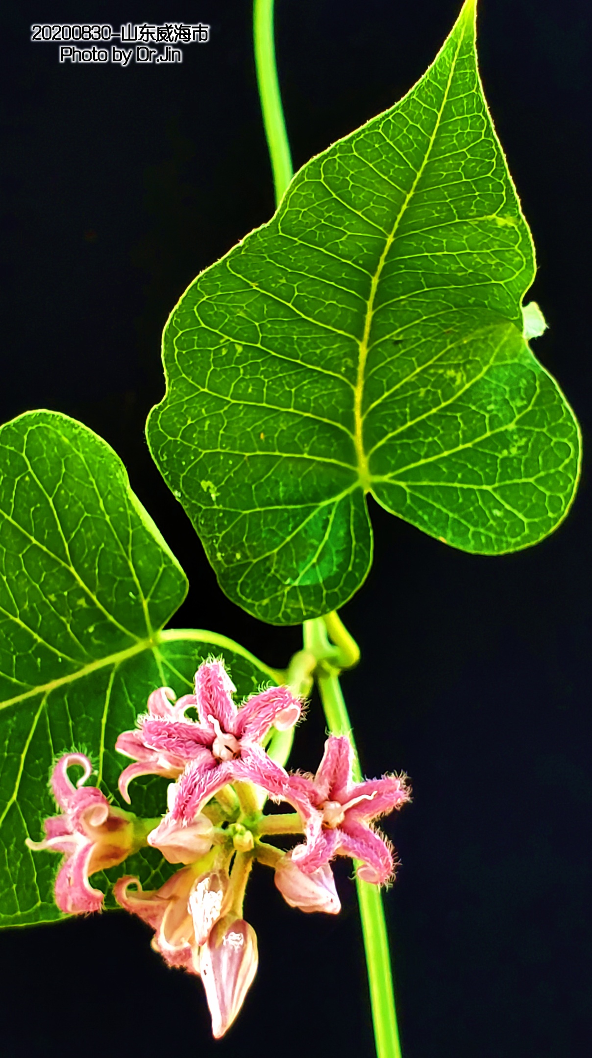 金行博览：补虚劳，益精气-萝藦