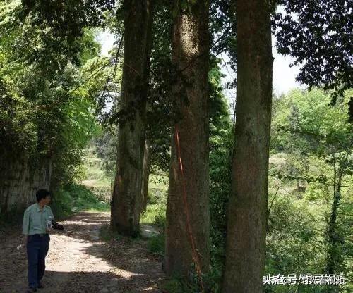 金丝楠木的金丝呈琥珀色,金丝楠木的金丝是金子么