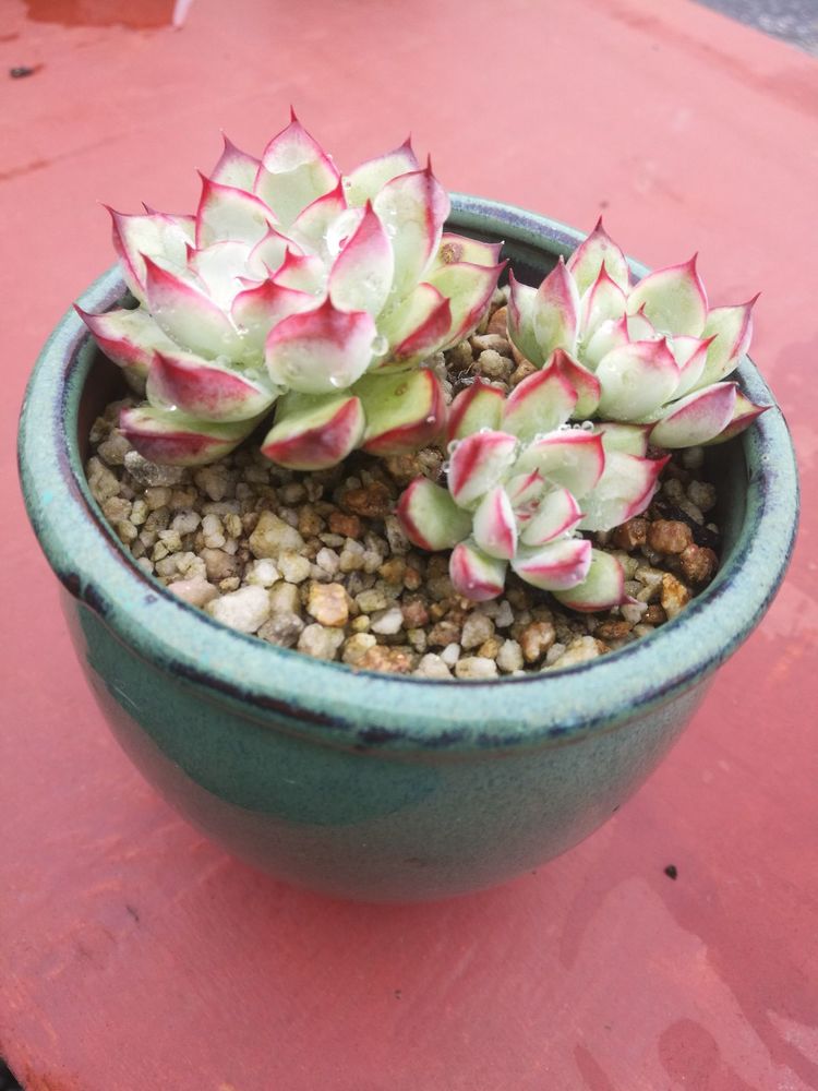 误打误撞的多肉情缘,带我走进多肉小世界!