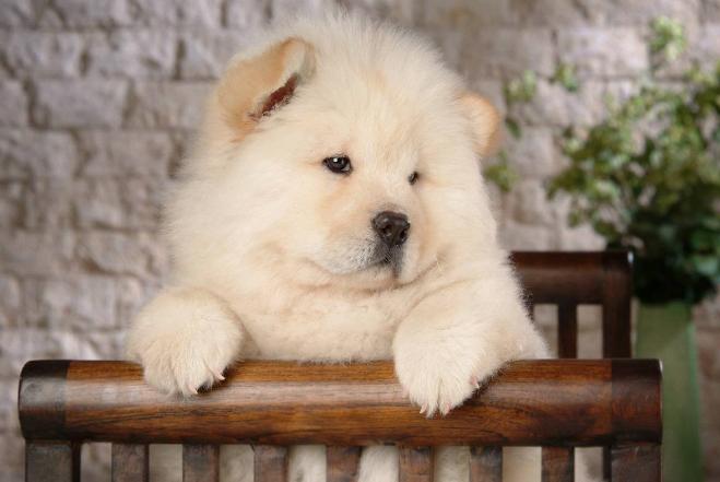 身上很臭的狗叫什么,狗狗身上异味重是怎么回事