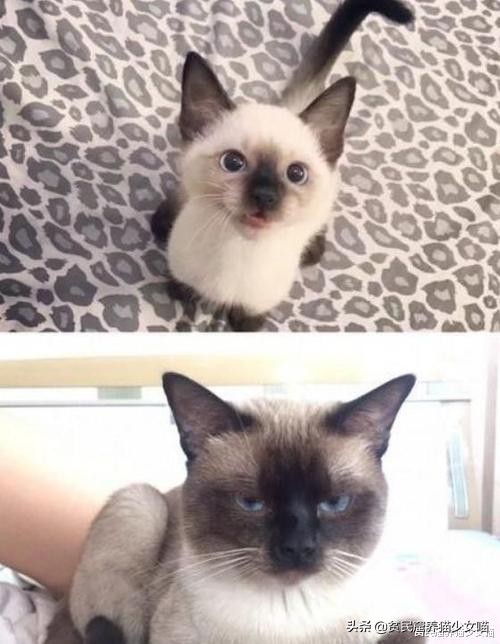 赤道养暹罗猫是不是就不会变黑了,暹罗猫冻黑了是什么原理