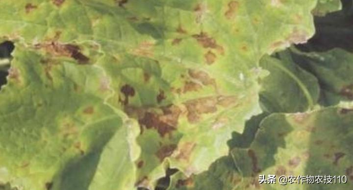 南瓜高产种植，病害重、虫子多；如何防治效果好呢？