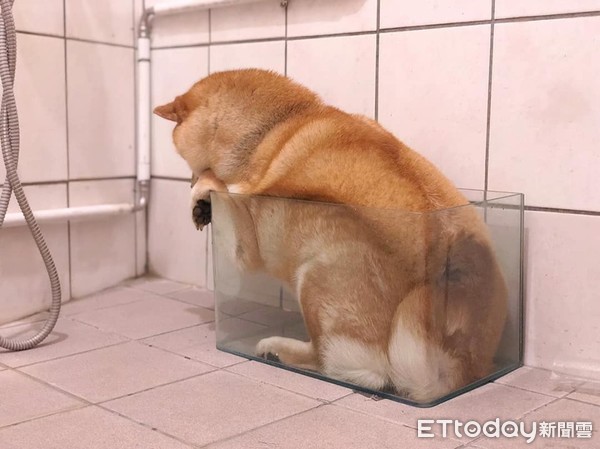 柴被念完突消失！　爸找半天发现它塞鱼缸自关禁闭笑翻