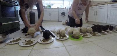 小奶狗可奶可凶,小奶狗很凶一直要咬人怎么办