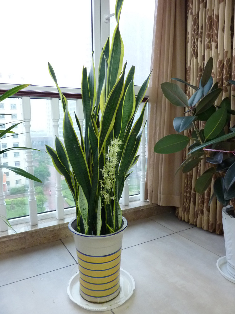 养花人养的花都有哪些,什么花养人又健康又好养