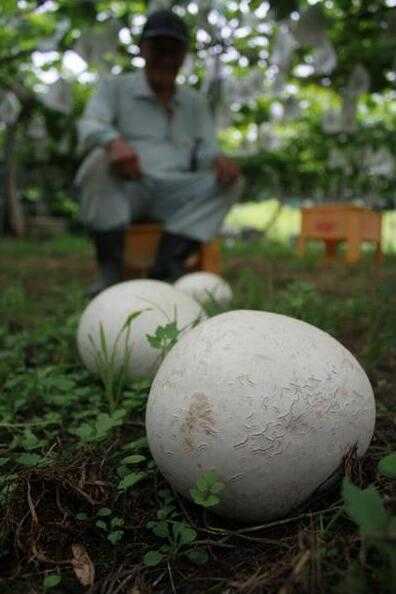 马勃，见过吗？内用于肺热咳嗽、咽喉肿痛，外用于止血，诸疮