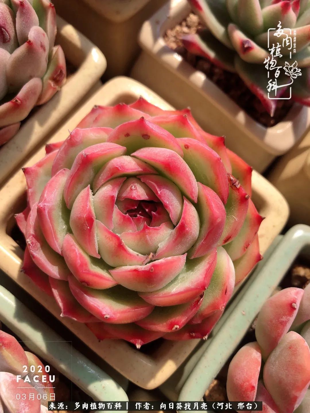 耐高温适合露养的多肉,冬日的露养多肉