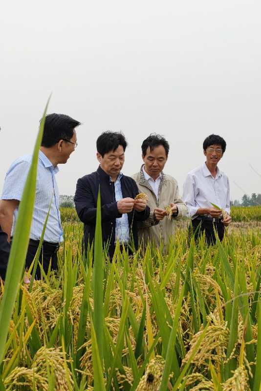 新型旱稻种植成功案例,旱稻高产技术视频