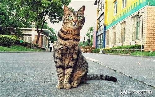 猫咪吃了驱虫药不咋吃饭了,猫咪吃了驱虫药没有排出虫子