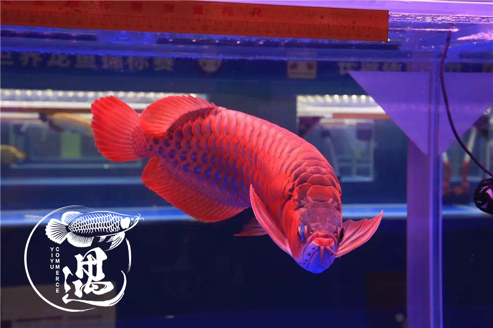 六角龙鱼一公一母怎么养才能繁殖,龙鱼繁殖要多少钱