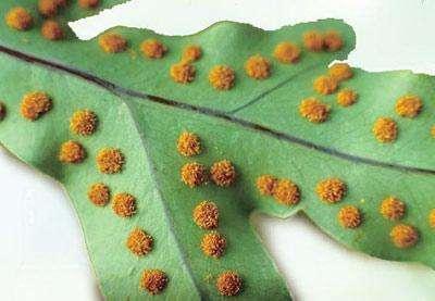 真菌是一类什么样的生物呢？真菌究竟是植物还是动物呢？