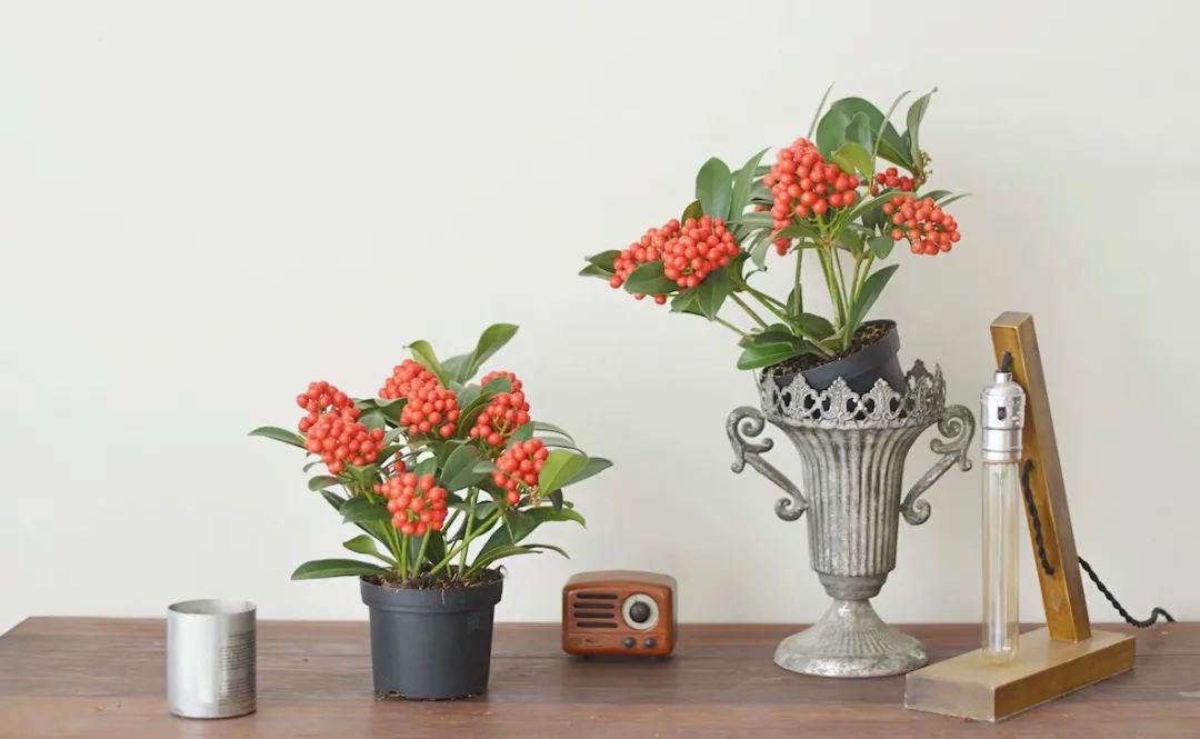 家里可以养红玉珠吗,家里养郁金香花好吗