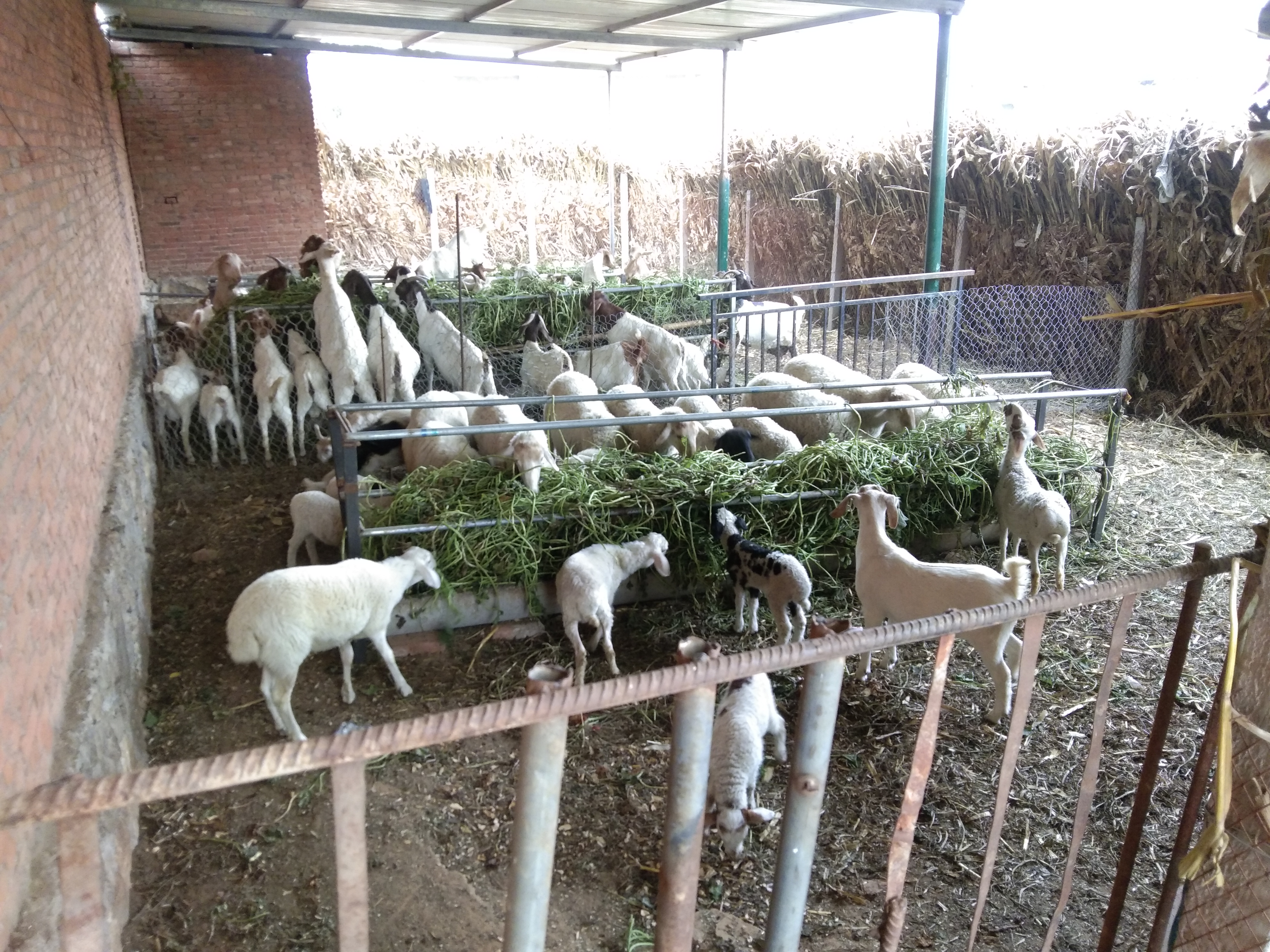 养羊人常用的几种药物汇总，家中常备，以防不时之需（上）