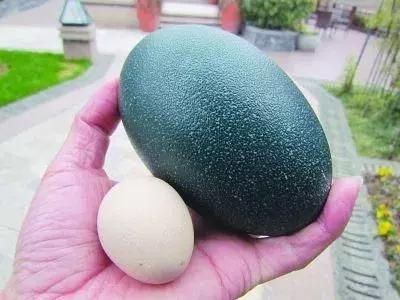 可以致富的植物,可以发家致富的五种植物