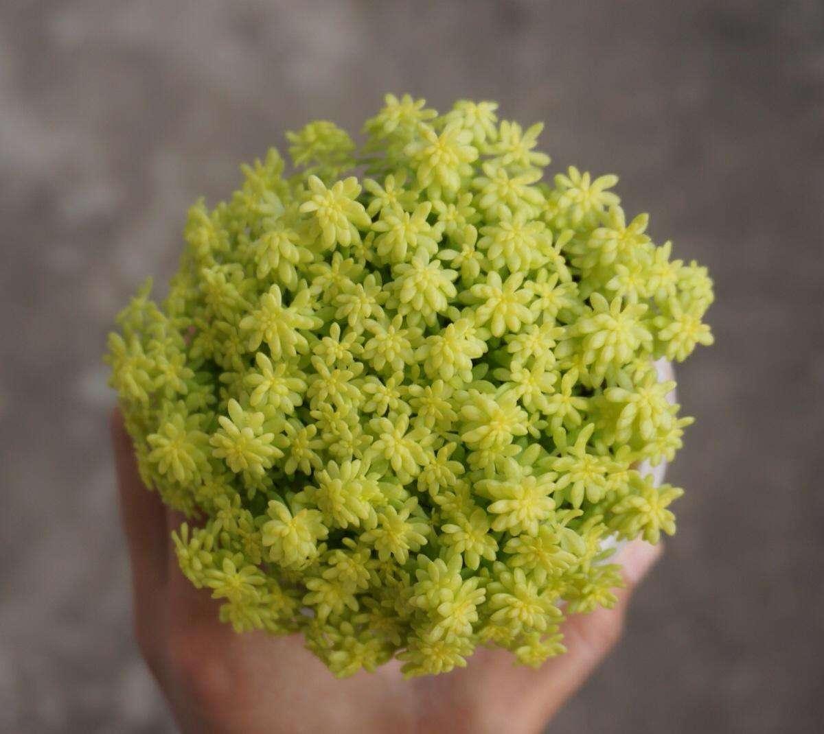 什么多肉夏天也可以继续生长,教你十大多肉养护技巧