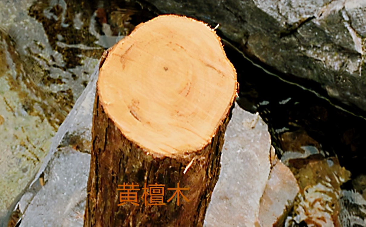 最适合夏天的清新文艺小乐器！果然非它莫属