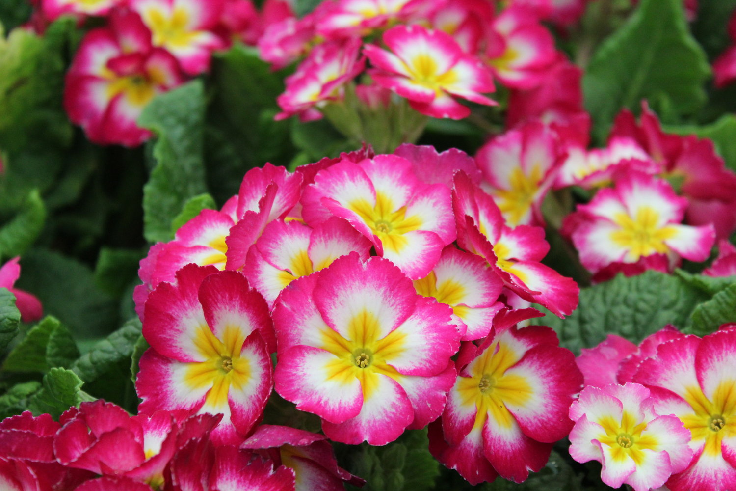 五一草花摆放的图片,春天常见的40种花图片