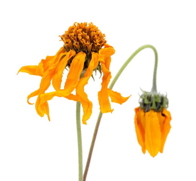 肛裂不管它行吗,肛裂不用治会好吗