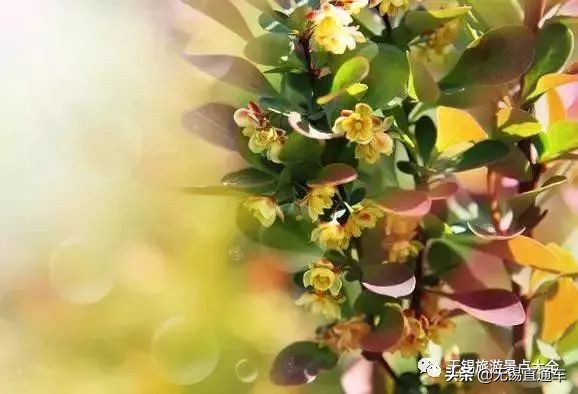 无锡唯有美食与你不可辜负,无锡夏日特色美食有哪些