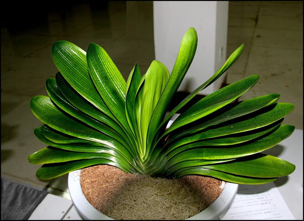 入夏君子兰小苗烂根如何处理,入夏君子兰如何换盆