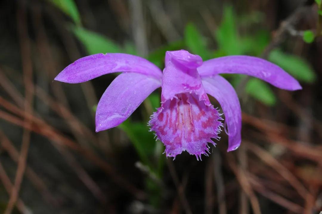 林草科普图片,林草科普