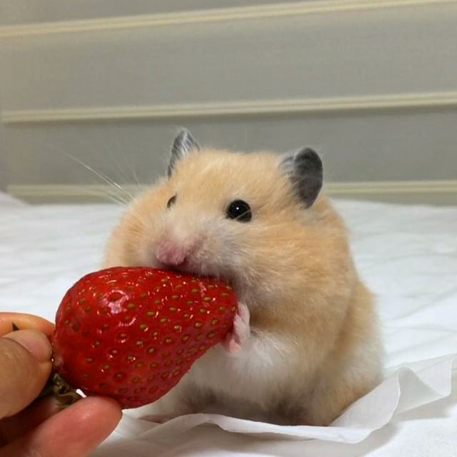 养鼠日常分享仓鼠吃东西,仓鼠能不能吃花朵