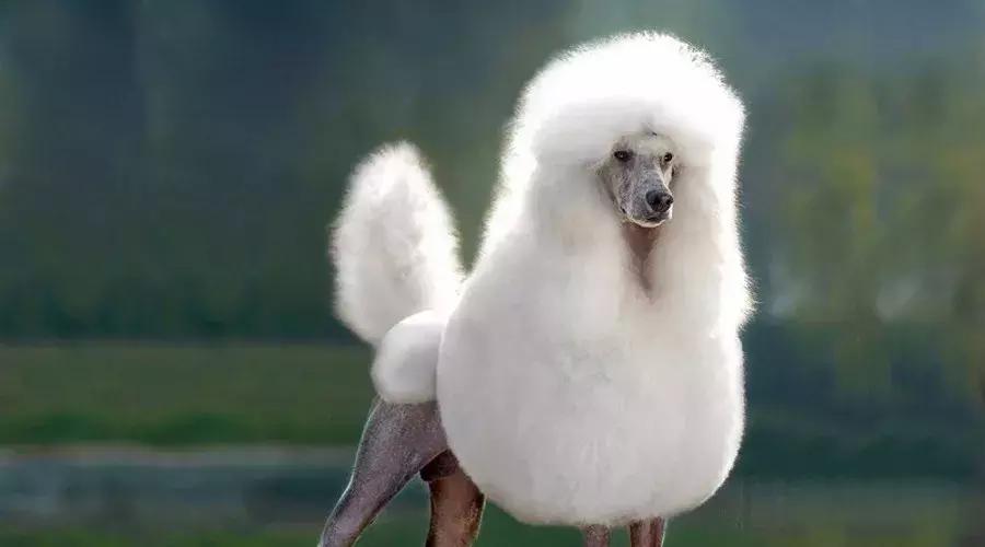 泰迪和贵宾的来历,贵宾与泰迪是一个品种吗