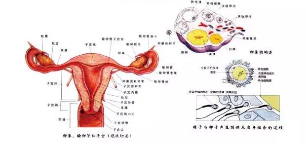 做紧致女人,做紧致有什么项目