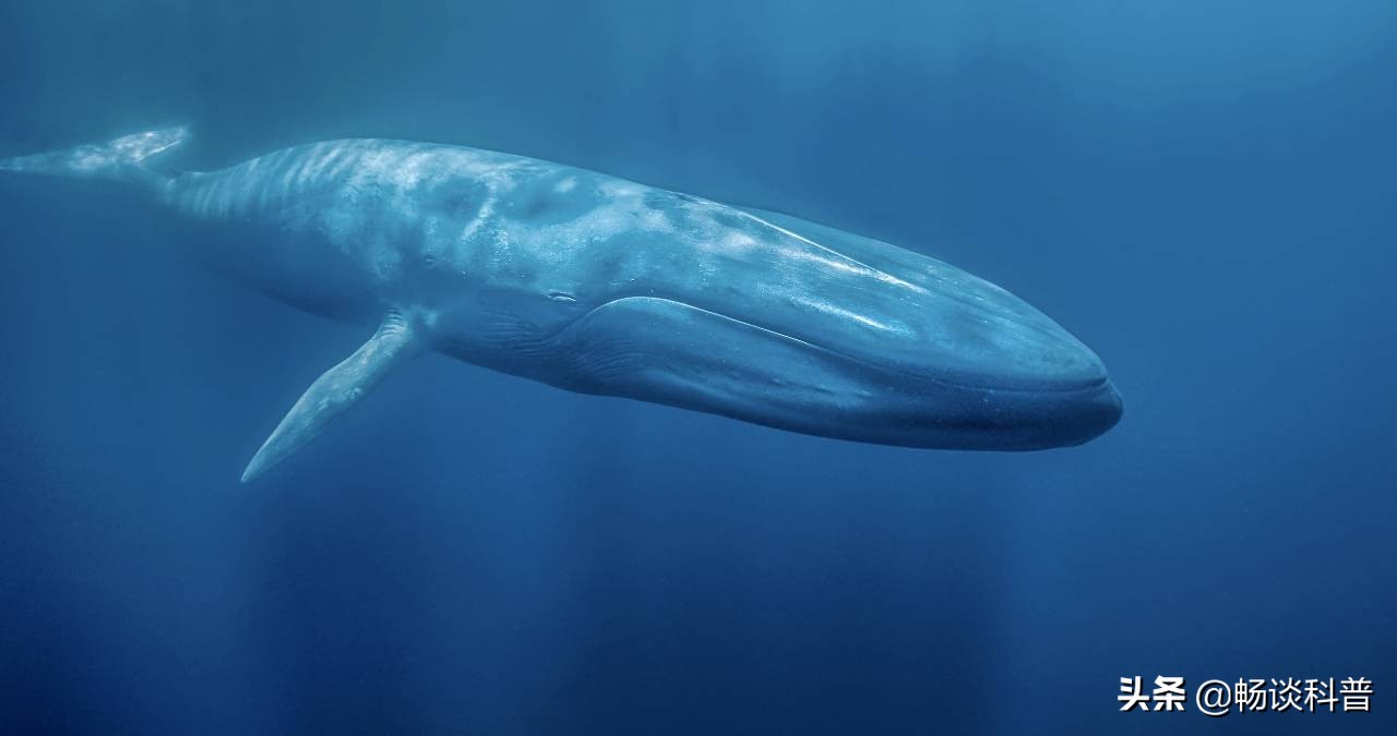 为什么世界上最香的物质和最臭的“生化*器武**”都来自于鲸鱼身上？