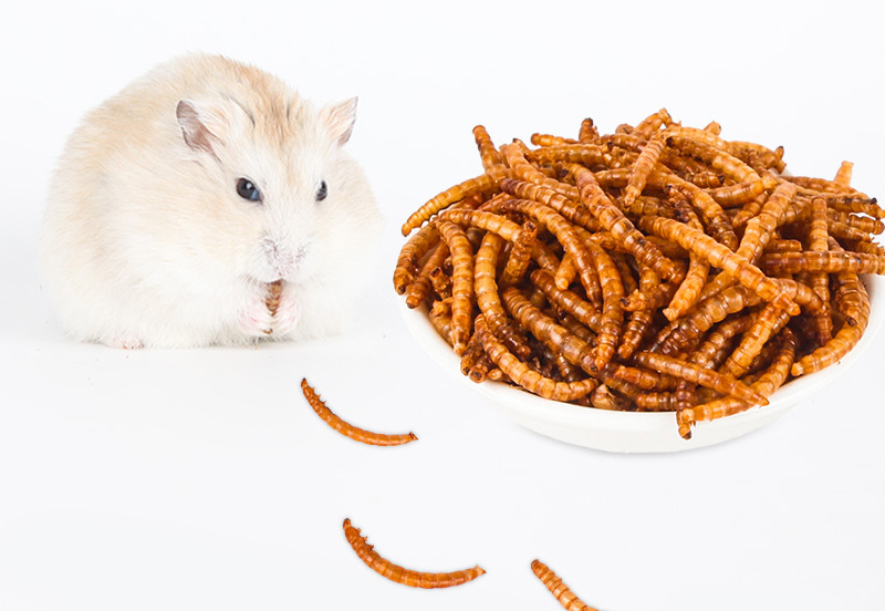 宫崎骏龙猫抱着小龙猫 (有一种可爱叫宫崎骏眼里的龙猫)