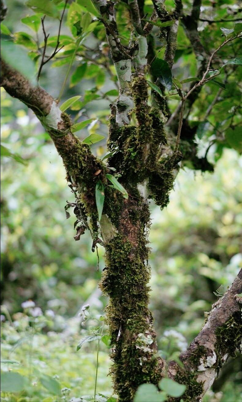 刮风寨哪些茶比较出名,刮风寨是易武最好的茶吗
