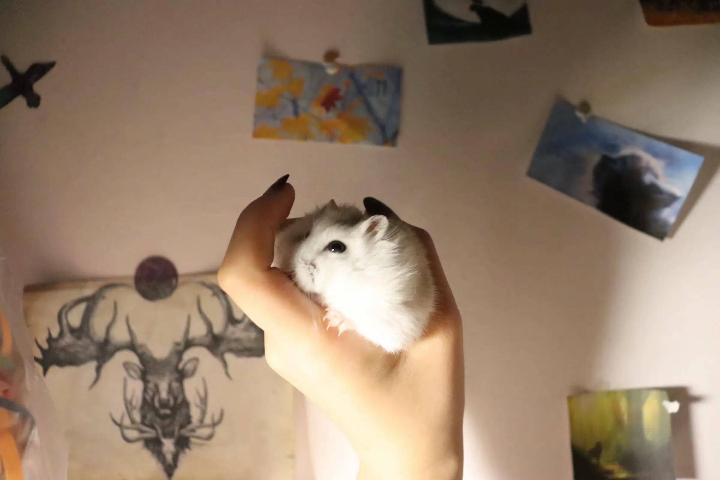 仓鼠幼崽成长记录,仓鼠记录