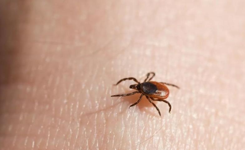 孩子被蚊虫咬了怎么办最有效,儿童被蚊虫叮咬可能引发的疾病