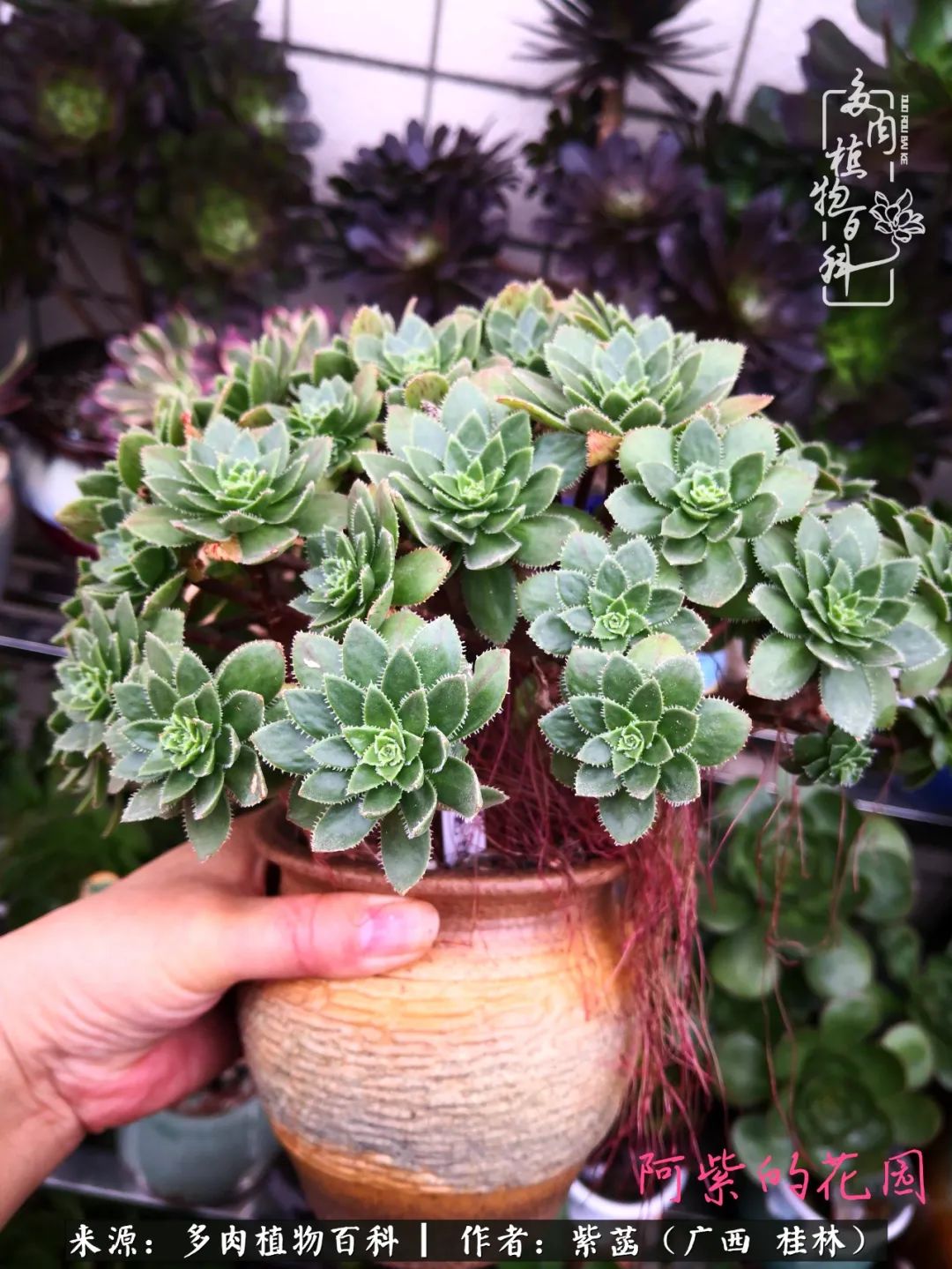 如何在夏天买的多肉度夏,多肉度夏好帮手