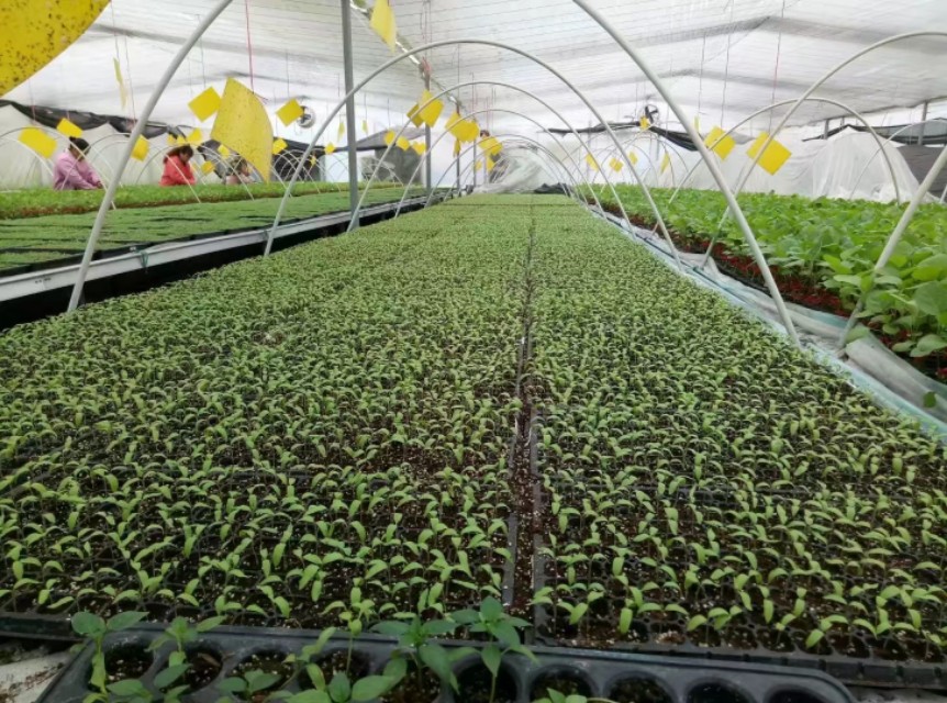 农学专业学什么,园艺专业学什么