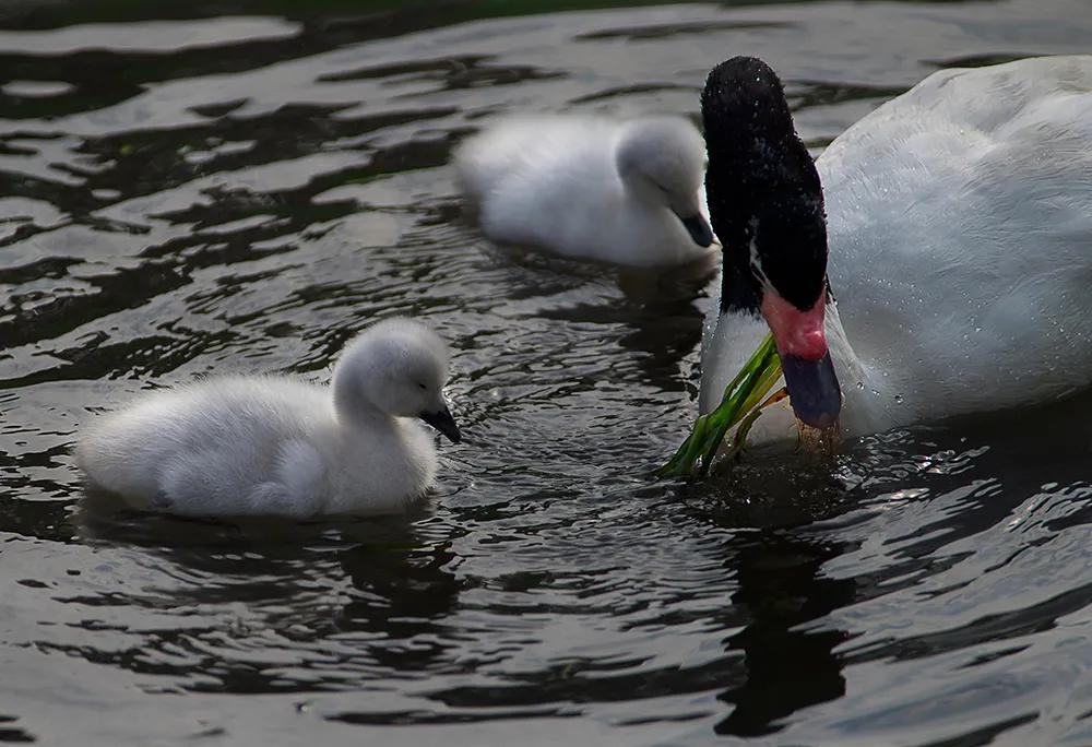 津门网司徒志文:广州动物园——黑颈天鹅