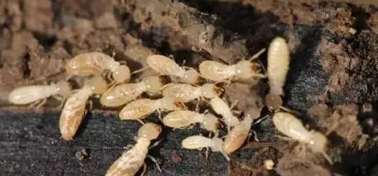 虫害快速灭除,如何无公害消灭地下害虫