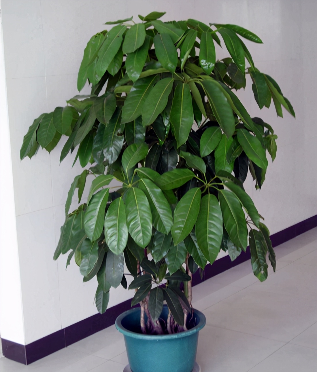 招财树八方来财怎么养,八方来财发财树的养殖方法