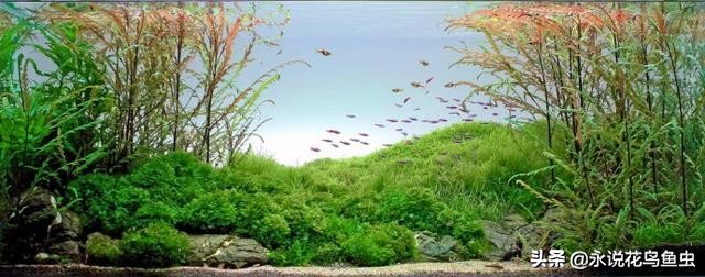 水草基本种植法,生态缸水草种植