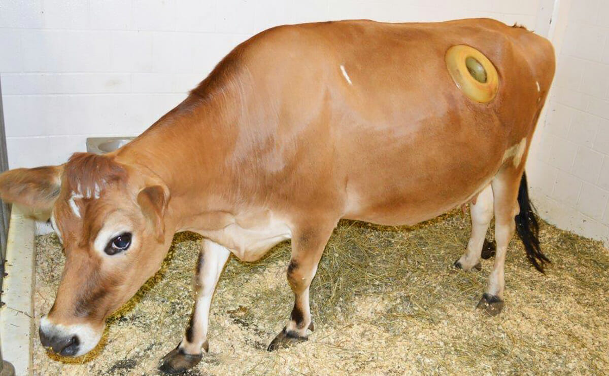 给牛身体上挖个洞是干啥用的,牛身上为什么要掏个洞