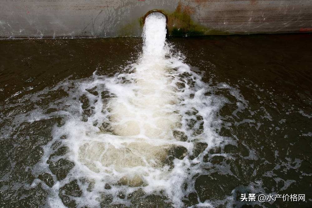 养鱼好不好,养鱼好养不