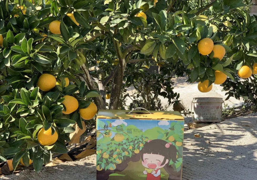 浙江高山甜桔柚,浙江绿色甜桔柚