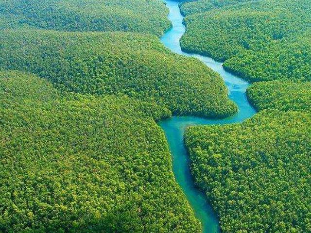 亚马逊热带雨林多大面积,亚马逊雨林最多的植被