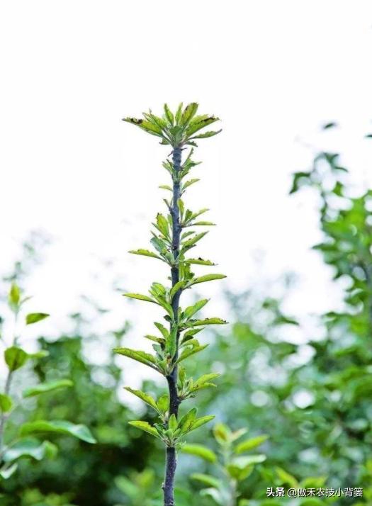 苹果缺铁病害怎么治,苹果缺锌病害