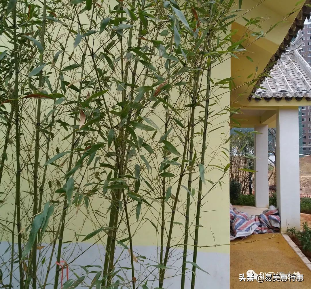 大姚县健身,大姚县西河森林运动公园