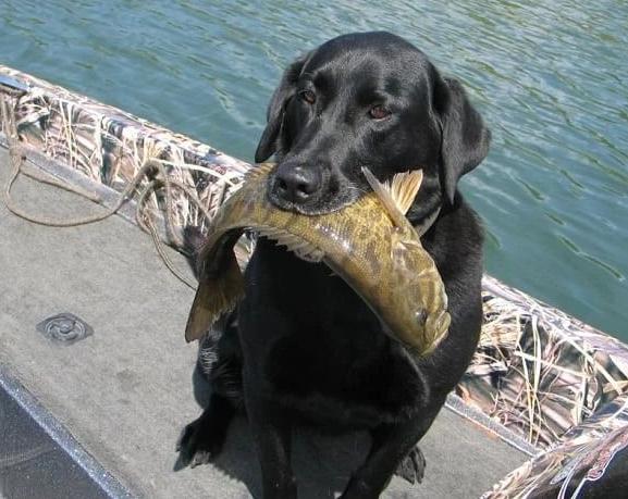 养狗吃什么影响毛发,新手养狗适合养什么狗毛发少